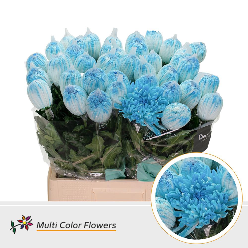 10x Chrysant antonov blauw 70cm