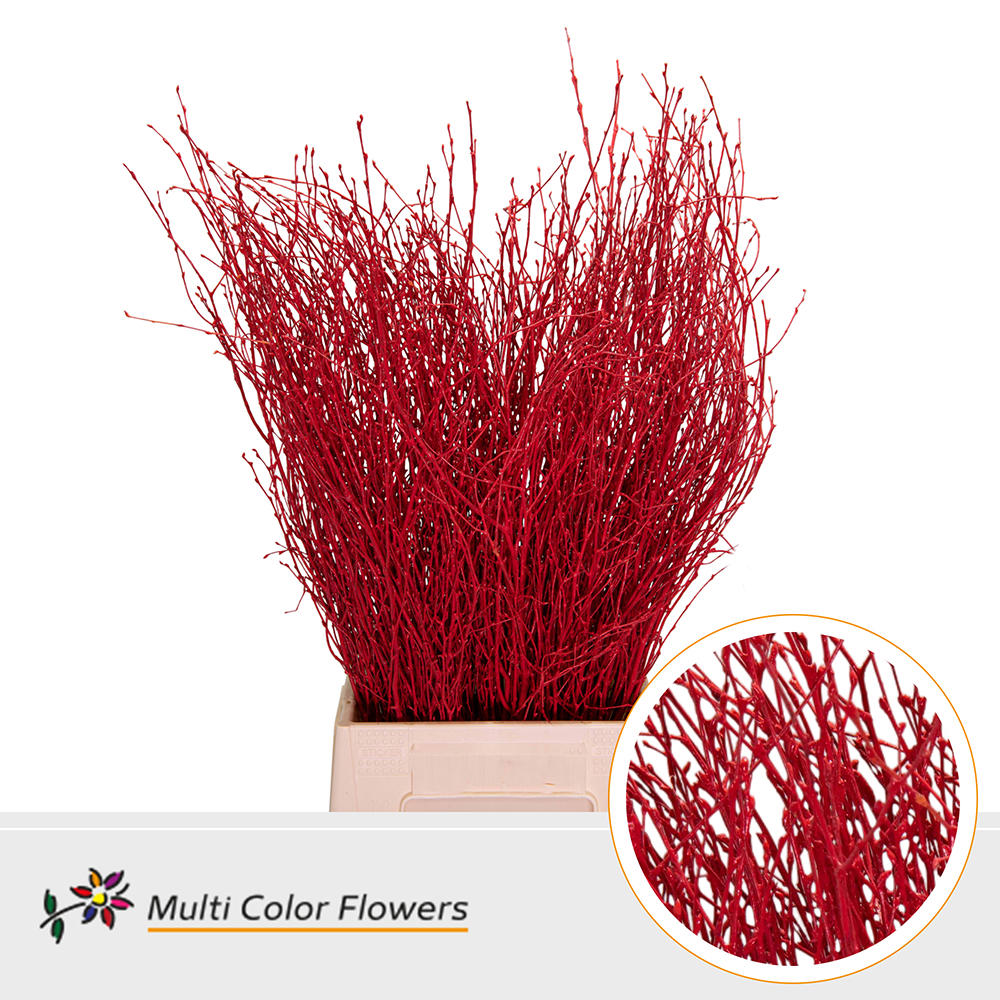 10x Tk betula rood 70cm