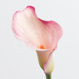 10x Zant.blushing lady 60cm