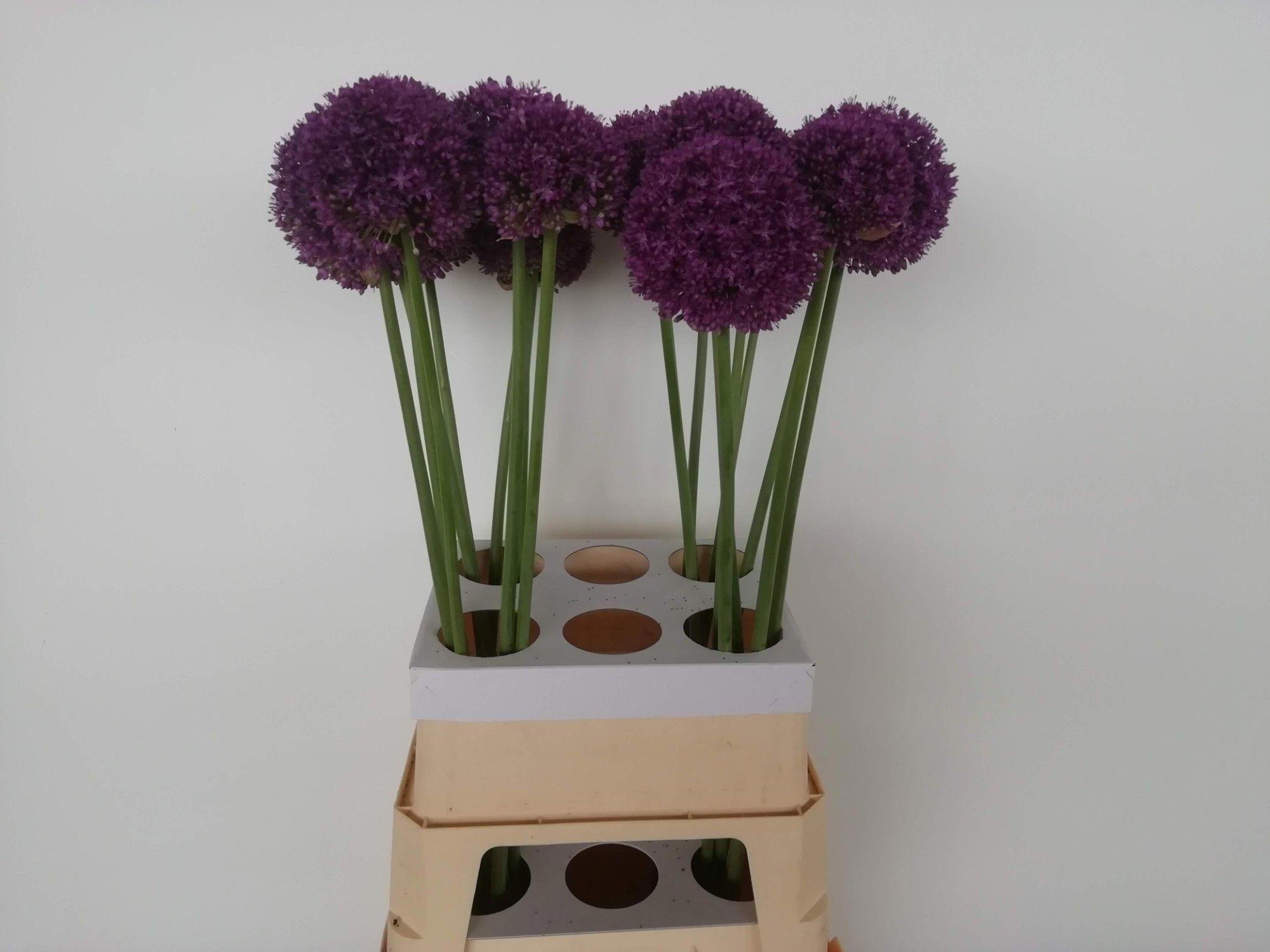 10x Allium ambassador 80cm