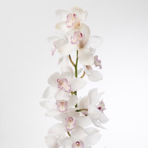 9x Cymb.mrs.sugar lee 60cm