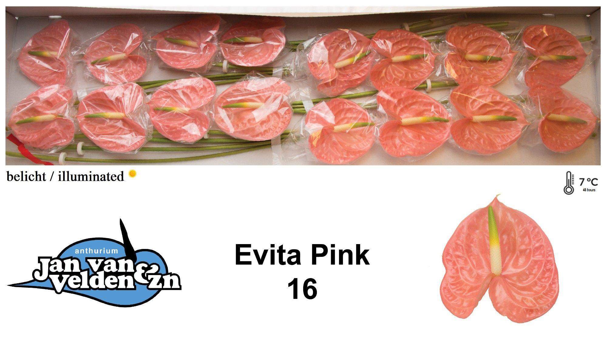 16x Anth.evita pink 10cm