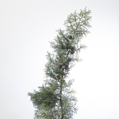 5x Ko cupressus blauw 60cm