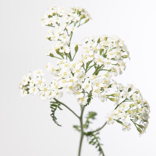 10x Achil.white beauty 50cm