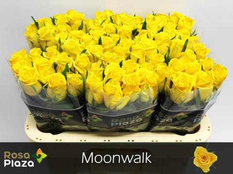 20x Rosa moonwalk 60cm