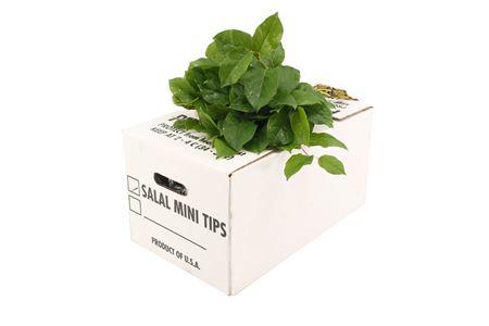 12x Sg salal mini air