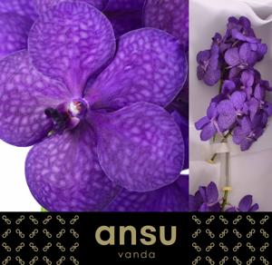 25x Vanda tayanee blue 10cm