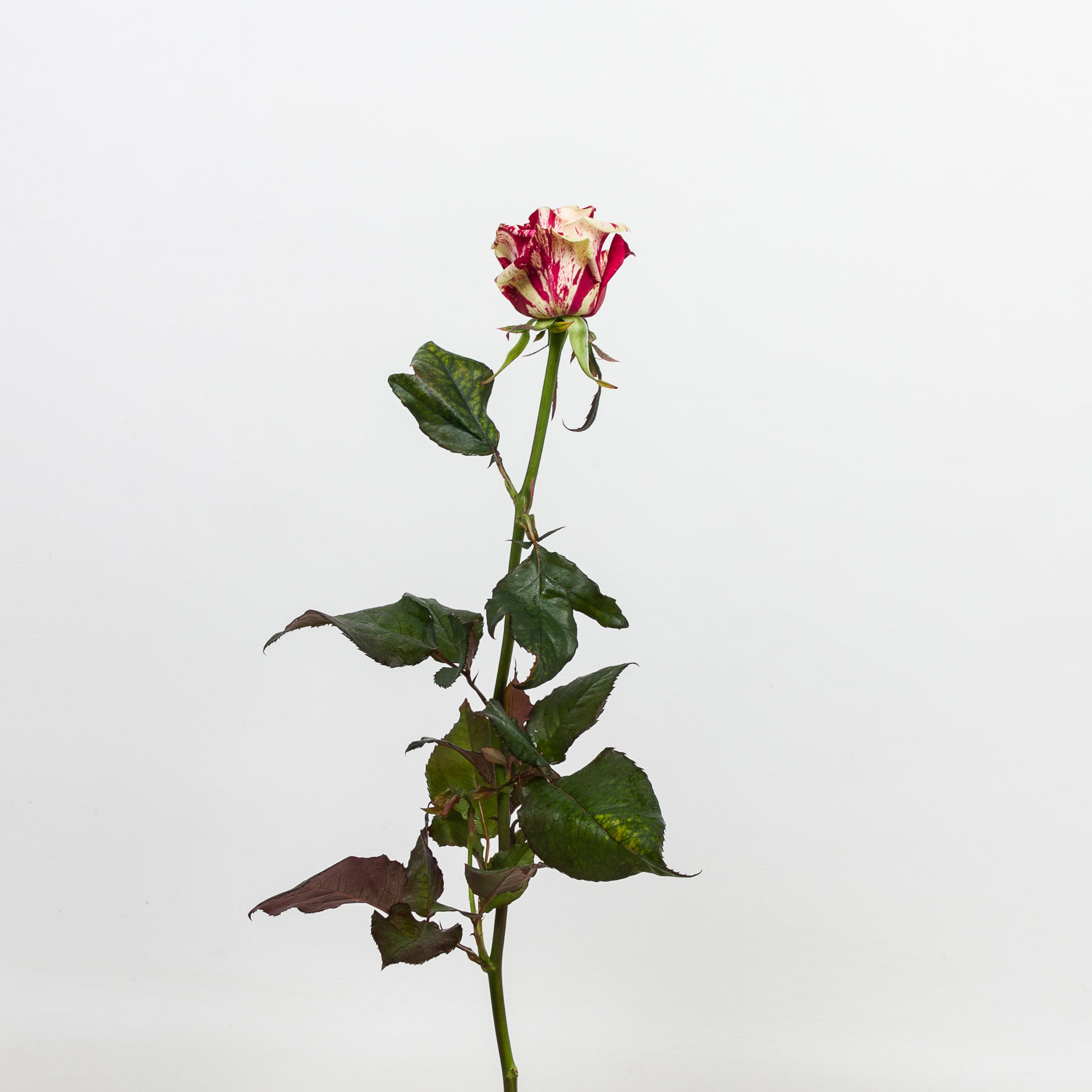 10x Rosa harlequin 50cm