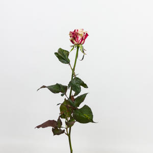 10x Rosa harlequin 30cm