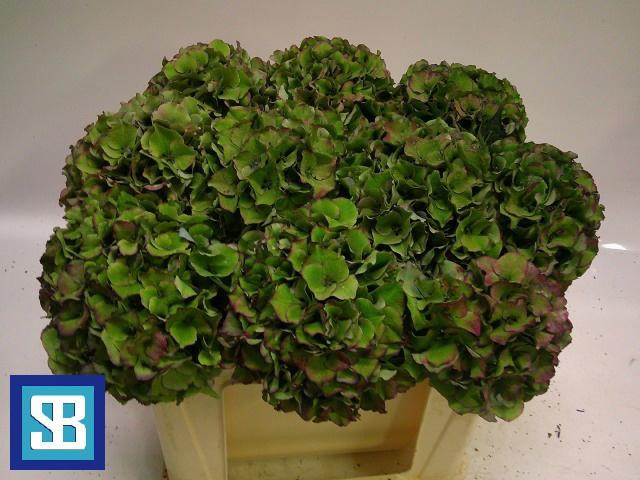 10x Hydr.royal palace classic 50cm