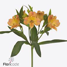 10x Alstroemeria aurora 70cm