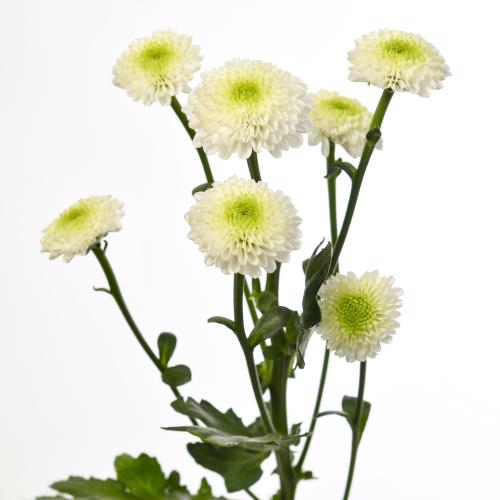 25x Chrysant san.maverick white 50cm