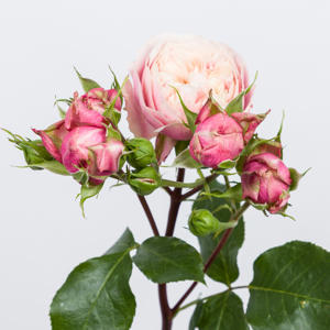 10x Rosa victorian classic@ 50cm