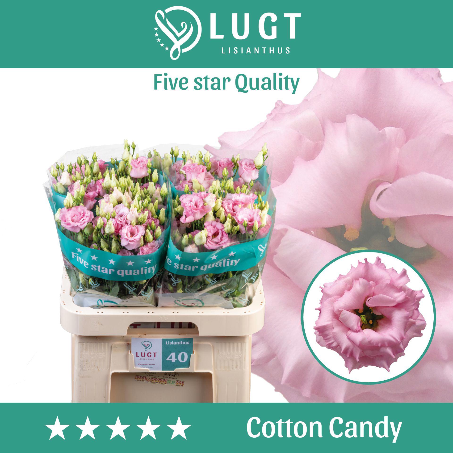 10x Eust.cotton candy du 70cm