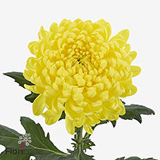 10x Chrysant maracuja 70cm