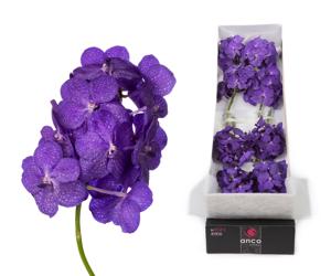 12x Vanda tayanee maxi blue 10cm