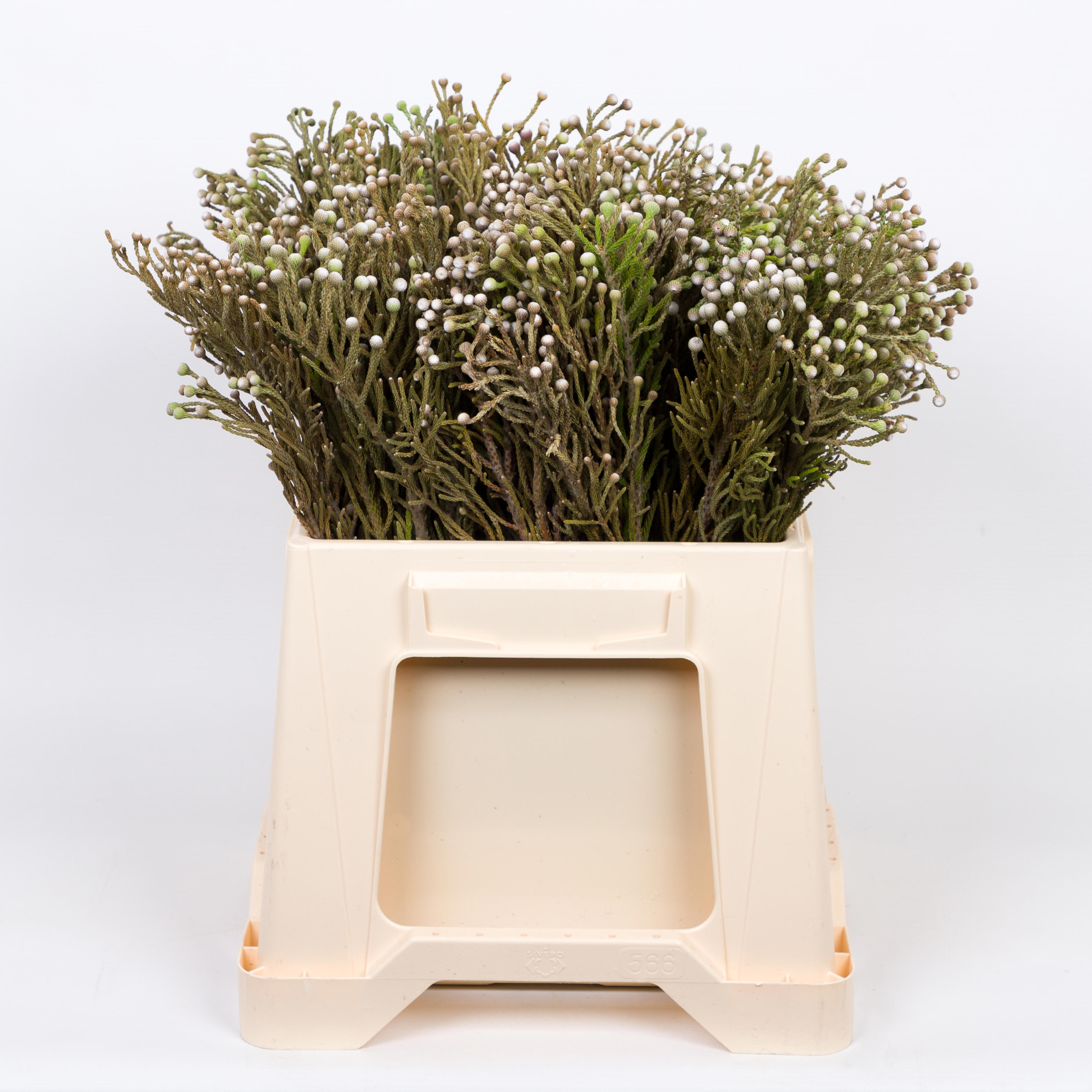 10x Pg brunia nodiflora 40cm