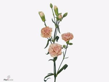 10x Dian.tr.miss prudence 60cm
