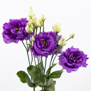 10x Eust.alissa blue du 70cm