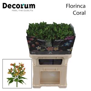 10x Alstroemeria flor.coral 70cm