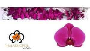 25x Phal.purple haze