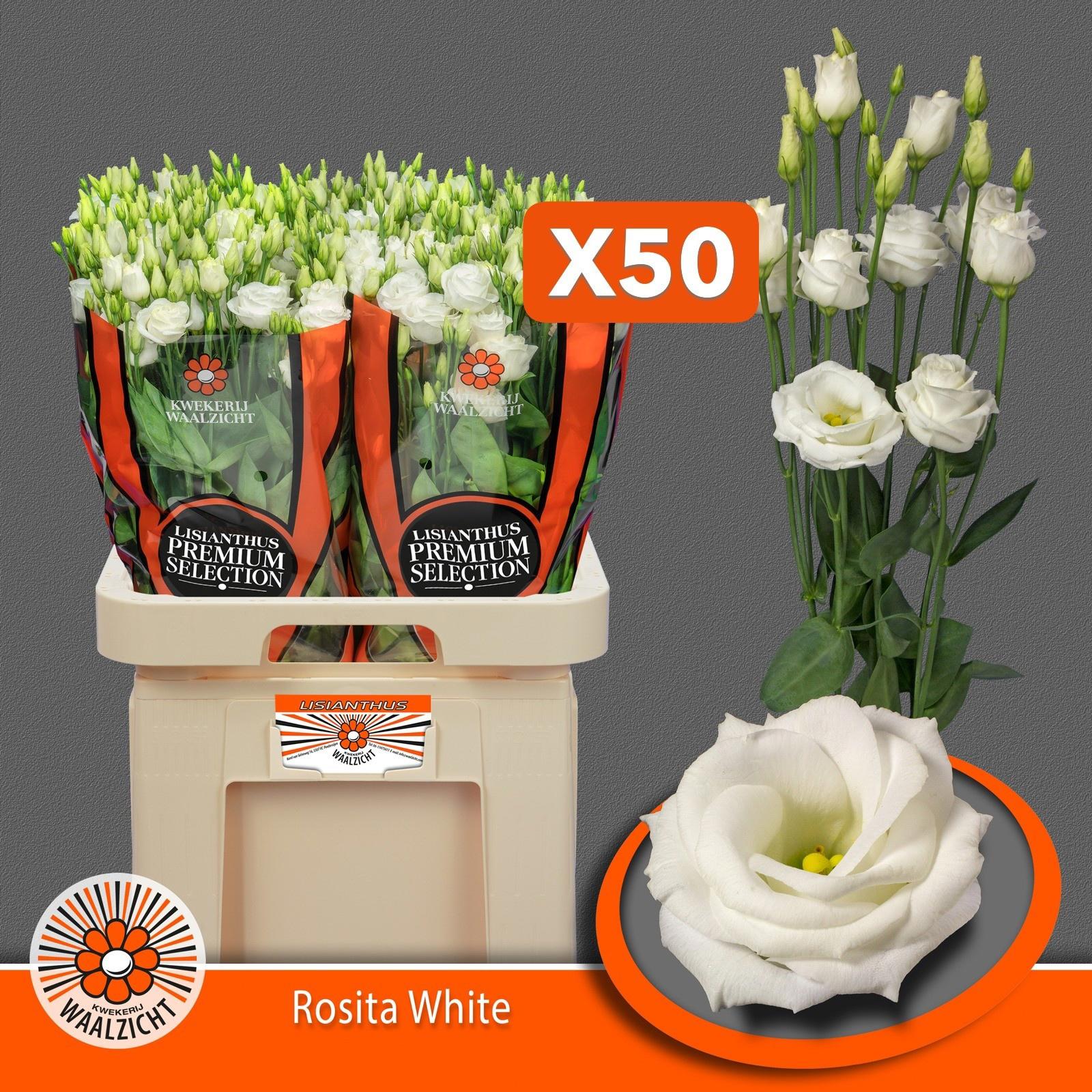10x Eust.rosita white du 70cm