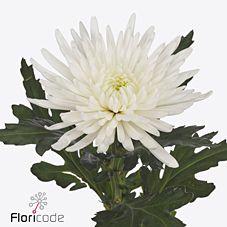 10x Chrysant topspin 70cm