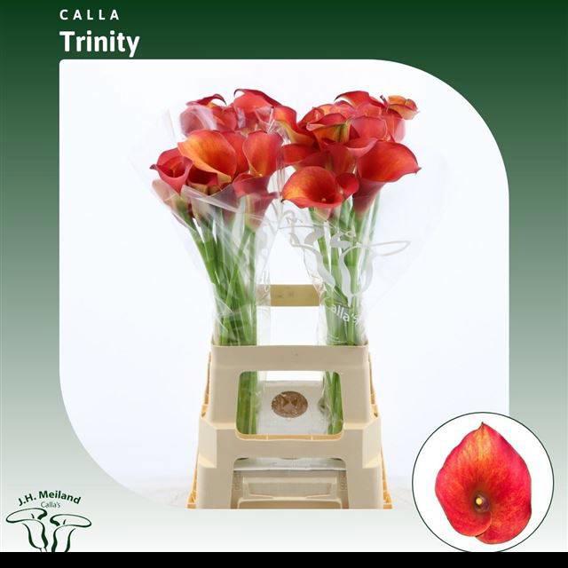 10x Zant.capt.trinity 70cm