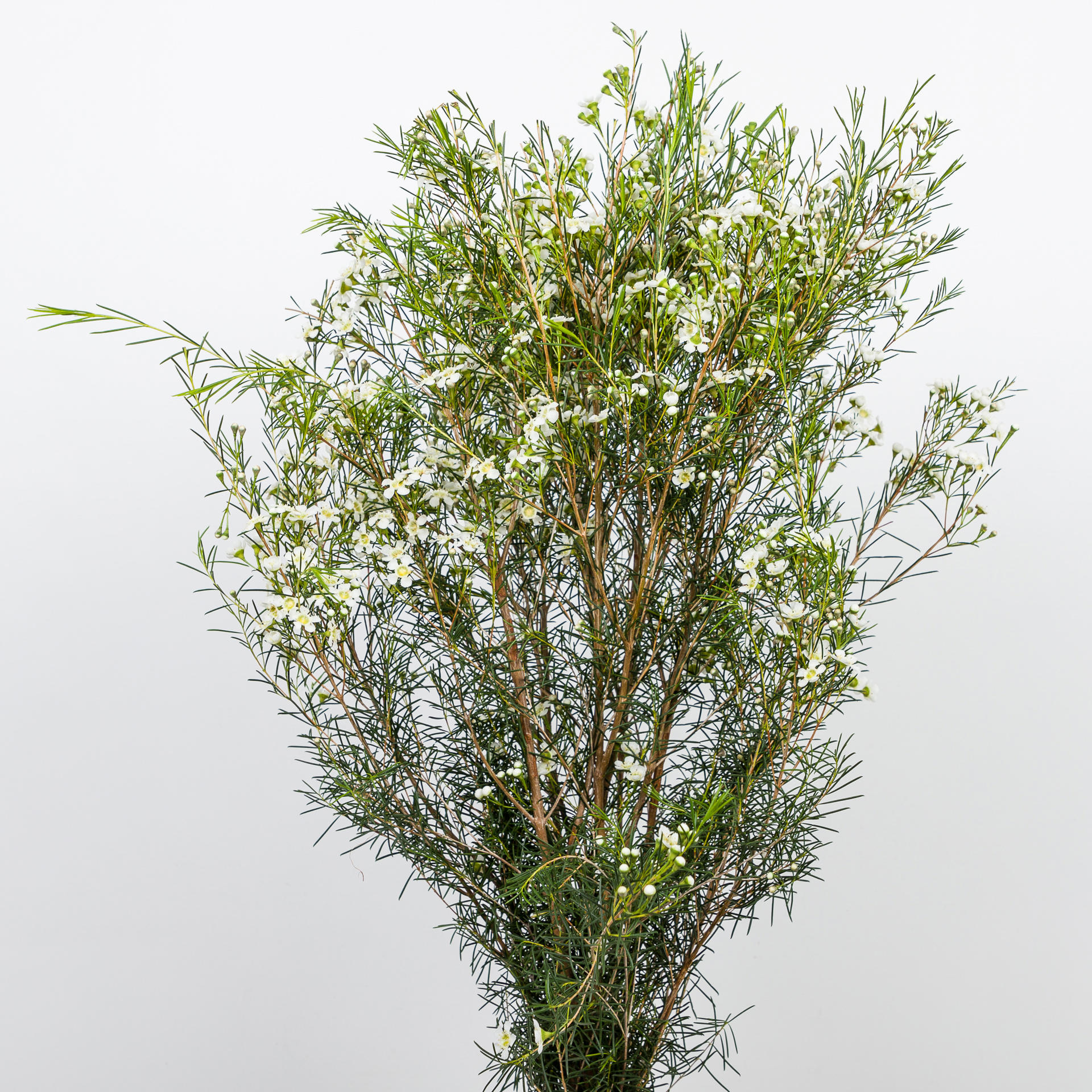 25x Cham.ofir 60cm