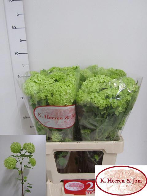 10x Vibur.roseum 60cm