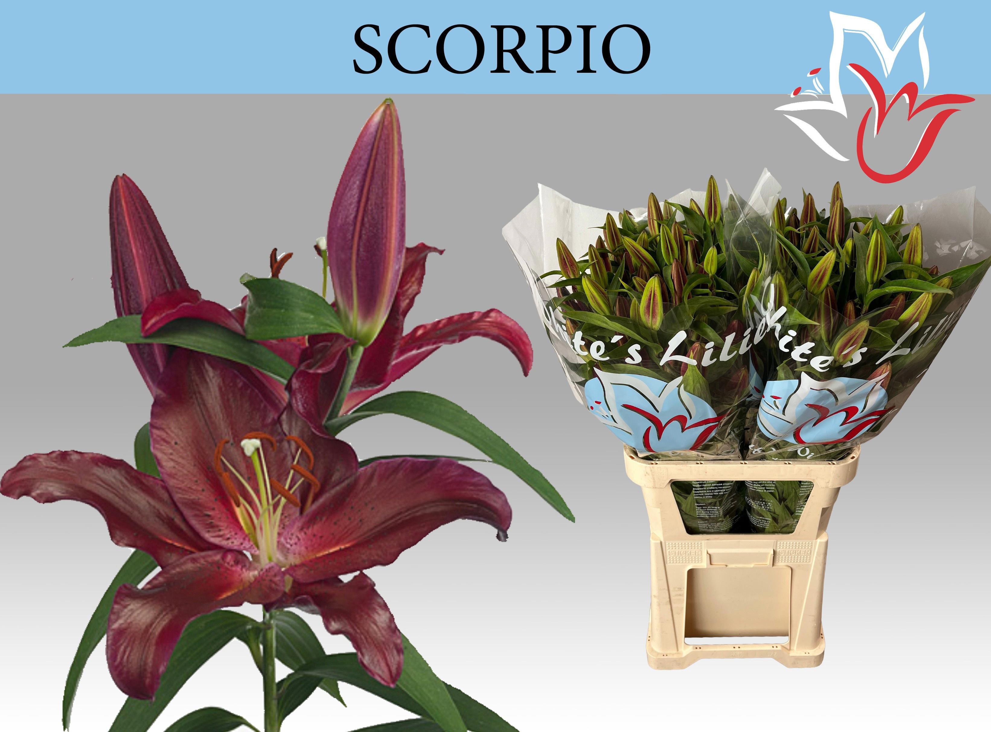 10x Lil.scorpio 80cm