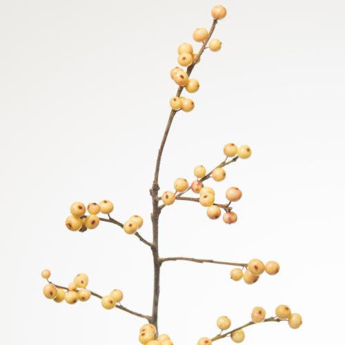 10x Ilex ilexia julia 50cm