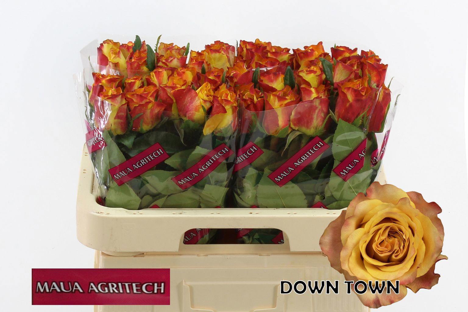 20x Rosa downtown! 60cm