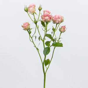 10x Rosa pepita 60cm