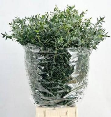 1x Sg eucalyptus parvifolia 70cm