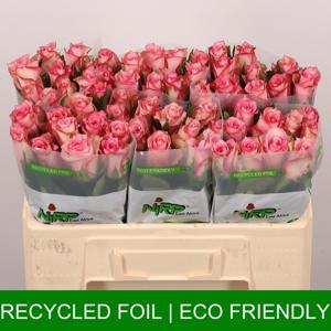 10x Rosa fashion week 50cm
