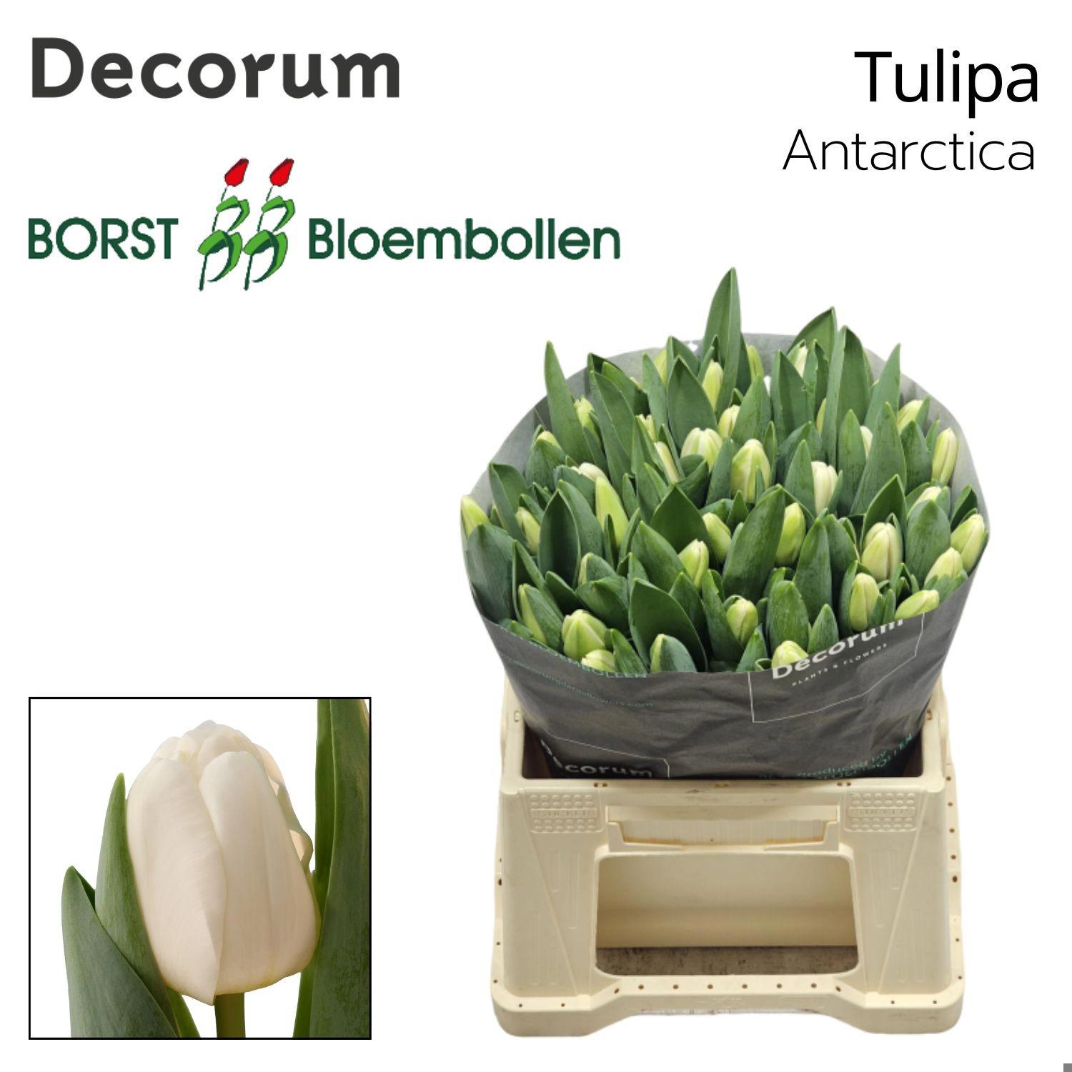 50x Tulipa antartica en 40cm