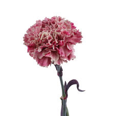 20x Dian.st. pretty pink 60cm