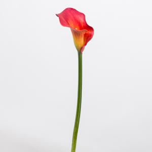 10x Zant.capt.trinity 50cm