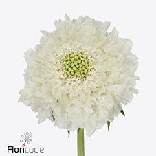 50x Scabiosa focal scoop white improved 70cm