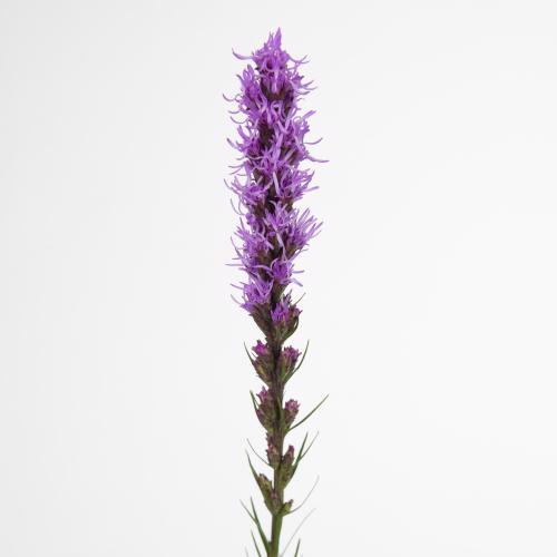 20x Liatris spicata 70cm