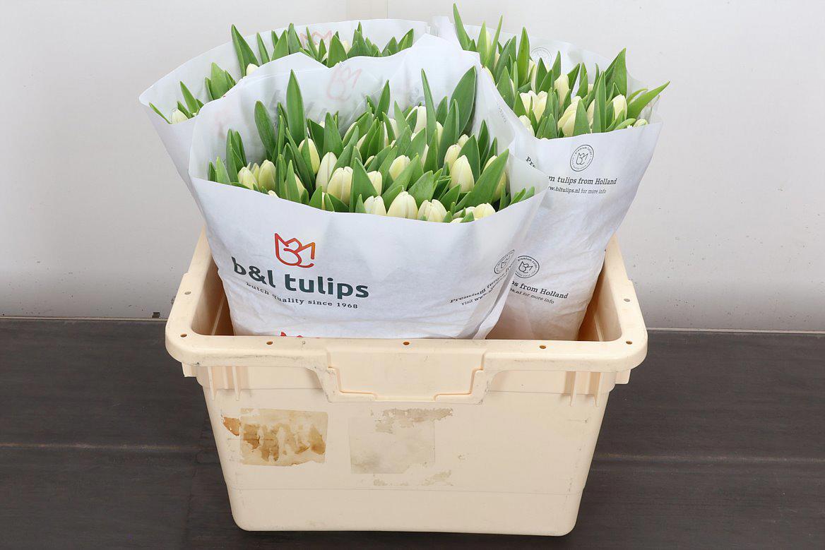 50x Tulipa antartica en 40cm