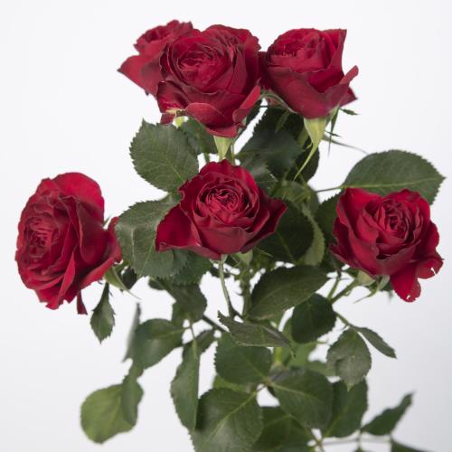10x Rosa red trendsetter 70cm