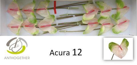 12x Anth.acura 10cm