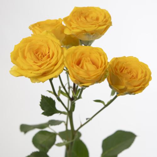 10x Rosa ramona 40cm
