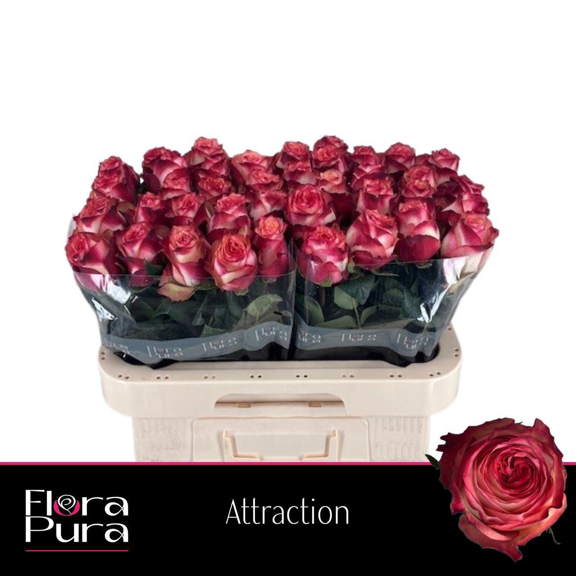 20x Rosa attraction 60cm