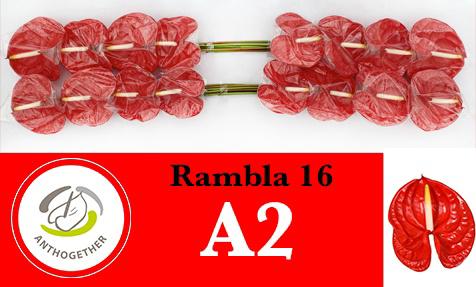 16x Anth.rambla 10cm