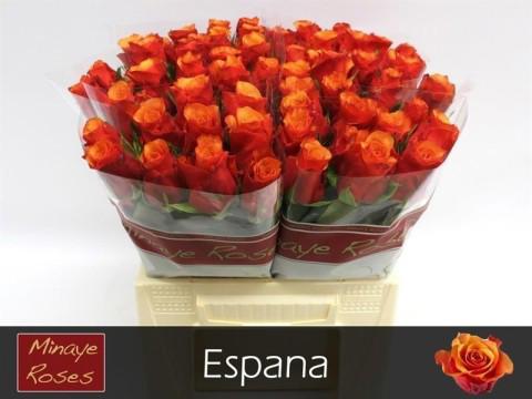 20x Rosa espana 40cm