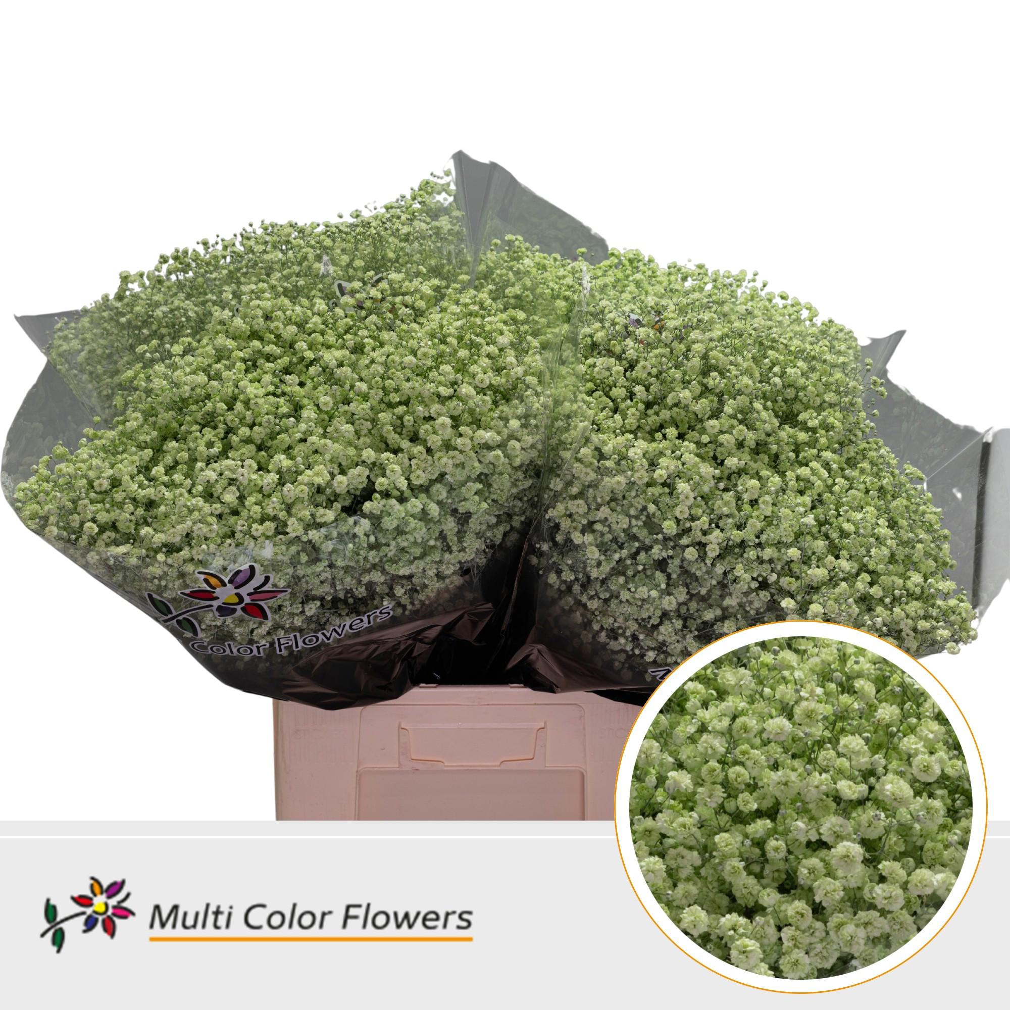 25x Gipskruid xlence mintgroen 70cm