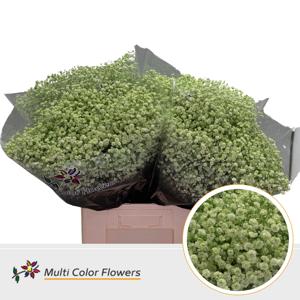 25x Gipskruid xlence mintgroen 70cm